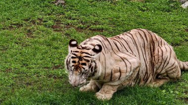 Kontrollü bir vahşi yaşam ortamında yeşil çimlerde dinlenen belirgin siyah çizgileri olan beyaz kaplan. Sakin bir şekilde yakalanan görkemli büyük kedi, ayrıntılı kürk dokusu ve kaslı vücudu sergiliyor, koruma teması için ideal, zoolojik