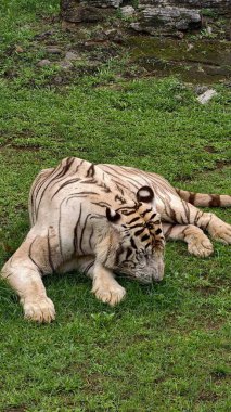 Kontrollü bir vahşi yaşam ortamında yeşil çimlerde dinlenen belirgin siyah çizgileri olan beyaz kaplan. Sakin bir şekilde yakalanan görkemli büyük kedi, ayrıntılı kürk dokusu ve kaslı vücudu sergiliyor, koruma teması için ideal, zoolojik