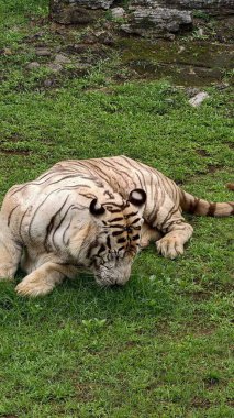 Kontrollü bir vahşi yaşam ortamında yeşil çimlerde dinlenen belirgin siyah çizgileri olan beyaz kaplan. Sakin bir şekilde yakalanan görkemli büyük kedi, ayrıntılı kürk dokusu ve kaslı vücudu sergiliyor, koruma teması için ideal, zoolojik