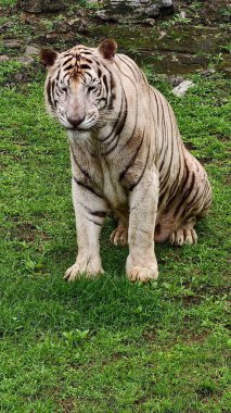 Kontrollü bir vahşi yaşam ortamında yeşil çimlerde dinlenen belirgin siyah çizgileri olan beyaz kaplan. Sakin bir şekilde yakalanan görkemli büyük kedi, ayrıntılı kürk dokusu ve kaslı vücudu sergiliyor, koruma teması için ideal, zoolojik