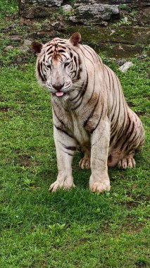 Kontrollü bir vahşi yaşam ortamında yeşil çimlerde dinlenen belirgin siyah çizgileri olan beyaz kaplan. Sakin bir şekilde yakalanan görkemli büyük kedi, ayrıntılı kürk dokusu ve kaslı vücudu sergiliyor, koruma teması için ideal, zoolojik
