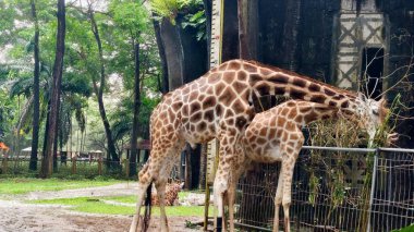 Ağaçlarla çevrili yeşil bir parkta yürüyen bir zürafanın tam vücut görüntüsü. Vahşi yaşam ve hayvan fotoğrafçılığı doğal bir ortamda kendine özgü desenli derisi olan uzun memelileri gösteriyor..