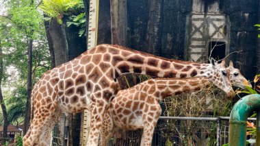 Ağaçlarla çevrili yeşil bir parkta yürüyen bir zürafanın tam vücut görüntüsü. Vahşi yaşam ve hayvan fotoğrafçılığı doğal bir ortamda kendine özgü desenli derisi olan uzun memelileri gösteriyor..
