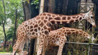 Ağaçlarla çevrili yeşil bir parkta yürüyen bir zürafanın tam vücut görüntüsü. Vahşi yaşam ve hayvan fotoğrafçılığı doğal bir ortamda kendine özgü desenli derisi olan uzun memelileri gösteriyor..