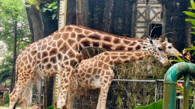 Ağaçlarla çevrili yeşil bir parkta yürüyen bir zürafanın tam vücut görüntüsü. Vahşi yaşam ve hayvan fotoğrafçılığı doğal bir ortamda kendine özgü desenli derisi olan uzun memelileri gösteriyor..