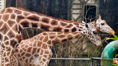 Ağaçlarla çevrili yeşil bir parkta yürüyen bir zürafanın tam vücut görüntüsü. Vahşi yaşam ve hayvan fotoğrafçılığı doğal bir ortamda kendine özgü desenli derisi olan uzun memelileri gösteriyor..