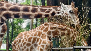 Ağaçlarla çevrili yeşil bir parkta yürüyen bir zürafanın tam vücut görüntüsü. Vahşi yaşam ve hayvan fotoğrafçılığı doğal bir ortamda kendine özgü desenli derisi olan uzun memelileri gösteriyor..