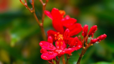 Canlı kırmızı jatrofa tamgerrima çiçekleri tropikal bir bahçede taze su damlalarıyla çiçek açıyor. Makro çiçekleri parlak yapraklarla, yemyeşil yapraklarla ve doğal botanik güzelliğiyle kapatın. Doğa, bahar, bahçe işleri için mükemmel..