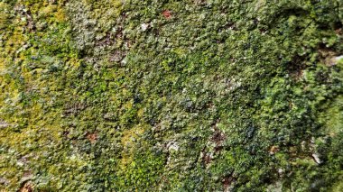 Doğal yeşil yosun dokusu, organik orman yüzeyi detayı ve kahverengi tonlarıyla. Yüksek çözünürlüklü yosun büyümesi soyut bir doğal model yaratıyor, eko tasarım için mükemmel, doğa arka planı, çevre kavramları, duvar kağıtları.