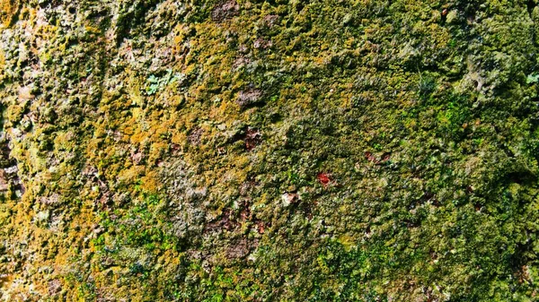 Doğal yeşil yosun dokusu, organik orman yüzeyi detayı ve kahverengi tonlarıyla. Yüksek çözünürlüklü yosun büyümesi soyut bir doğal model yaratıyor, eko tasarım için mükemmel, doğa arka planı, çevre kavramları, duvar kağıtları.