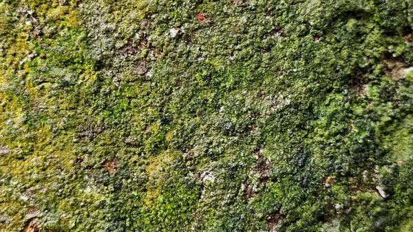 Doğal yeşil yosun dokusu, organik orman yüzeyi detayı ve kahverengi tonlarıyla. Yüksek çözünürlüklü yosun büyümesi soyut bir doğal model yaratıyor, eko tasarım için mükemmel, doğa arka planı, çevre kavramları, duvar kağıtları.