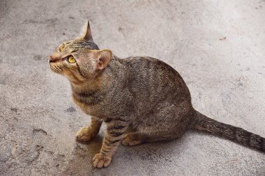 Zarif bir Tay kedi portresi. 