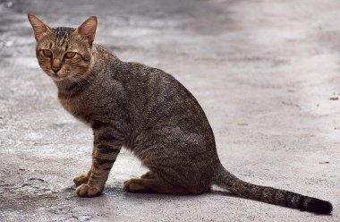 Zarif bir Tay kedi portresi. 