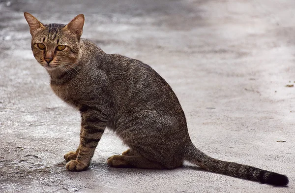 Porträtt av en elegant thailändsk katt. — Stockfoto