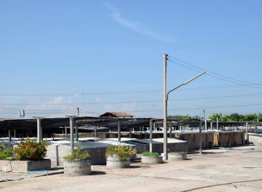 Tayland'da tarım karides beton.