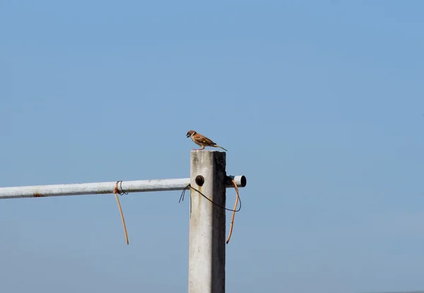 Fågel gärdsmyg på electric pole. — Stockfoto