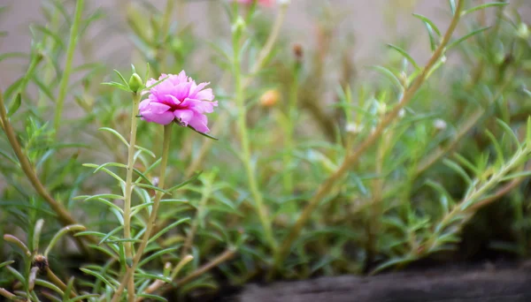 Imagine macro de floare roz pe iarbă . — Fotografie, imagine de stoc