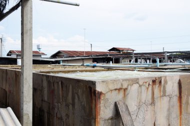 Karides tarım beton. Balık kuluçka Tayland. damızlık hayvanlar.