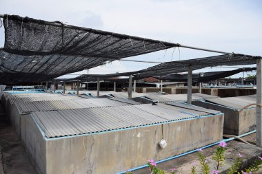 Karides tarım beton. Balık kuluçka Tayland. damızlık hayvanlar.