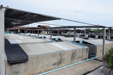 Karides tarım beton. Balık kuluçka Tayland. damızlık hayvanlar.