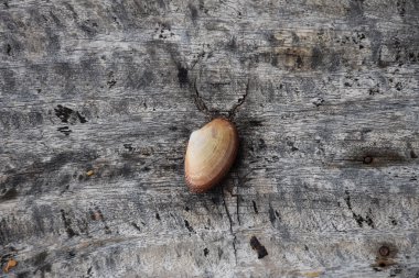 Ahşap doku tablo üzerinde bir kabuk. Üstten görünüm.