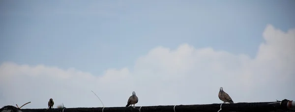 Tre duva på taket. — Stockfoto