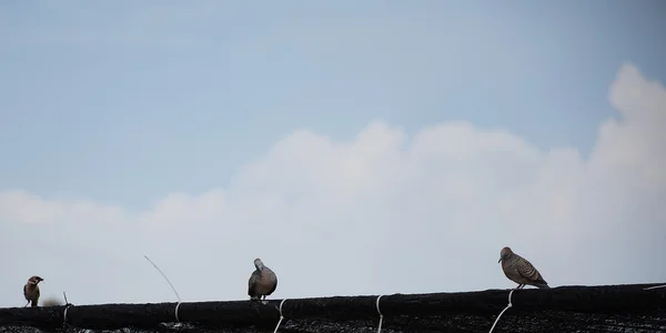 Tre duva på taket. — Stockfoto