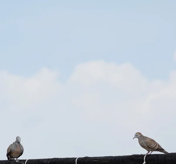 Deux colombes sur le toit . — Photo