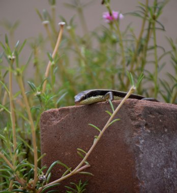 bukalemun veya bahçede kertenkele. Güzel ve zarif sürüngen.