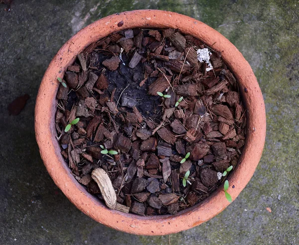 Spathe in the pot. preparing land for Seedbed. — Stock Photo, Image