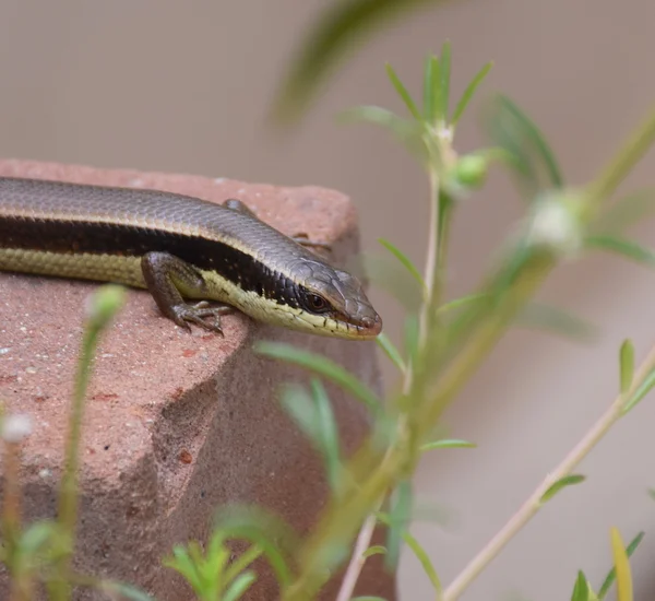 Macro de camaleón o lagarto en el jardín. Reptil hermoso y elegante . — Foto de Stock