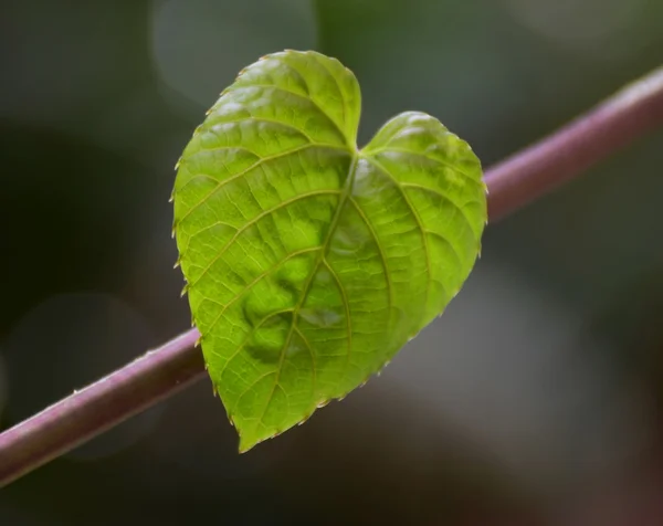 Green Heart Leaf shape on nature background. Abstract of love in wildlife.
