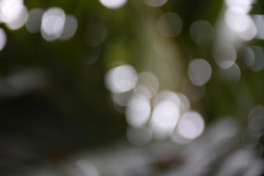 yeşil doğadan arka plan bulanıklık. yaprak ve ağaç Bokeh.