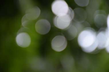 yeşil doğadan arka plan bulanıklık. yaprak ve ağaç Bokeh.