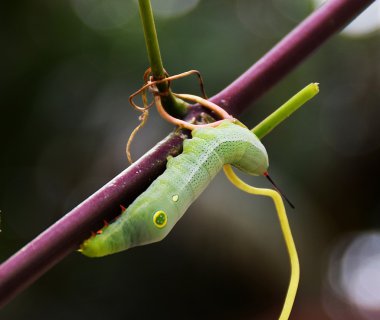 Solucan veya dalı üzerinde tırtıllar.