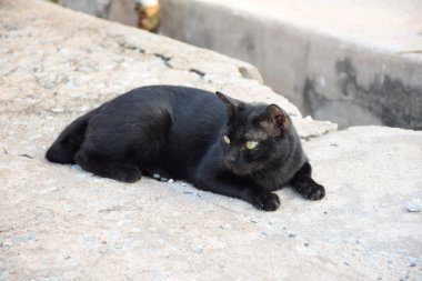 Kara Tay kedi. Sarı gözler.