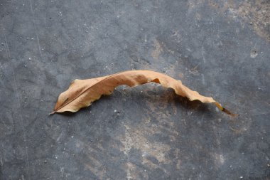Beton üzerinde kuru yaprak.