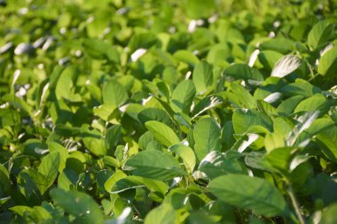 Yeşil bush yaprak arka plan. Doğal doku.