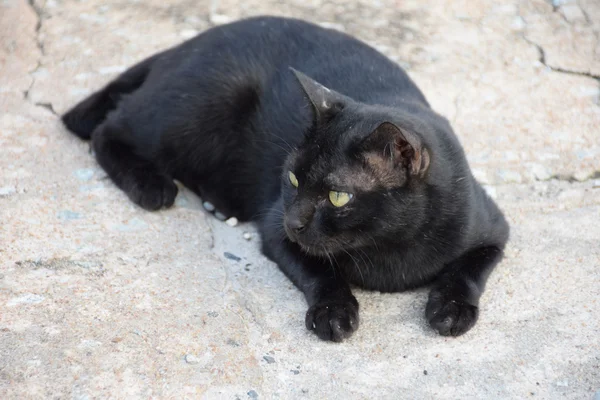 Schwarze thailändische Katze gelbe Augen. — Stockfoto