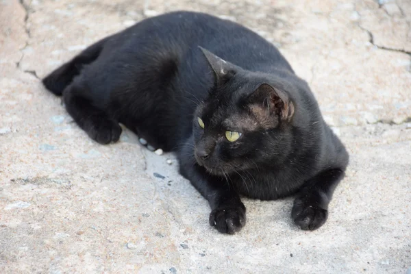 Zwarte Thaise kat. Gele ogen. — Stockfoto