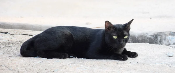 Zwarte Thaise kat. Gele ogen. — Stockfoto