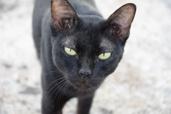 Fekete thai macska. Sárga szemek. — Stock Fotó