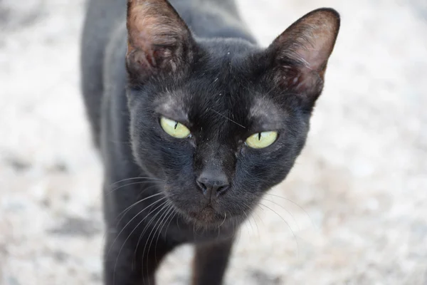 Gato tailandés negro. Ojos amarillos . — Foto de Stock