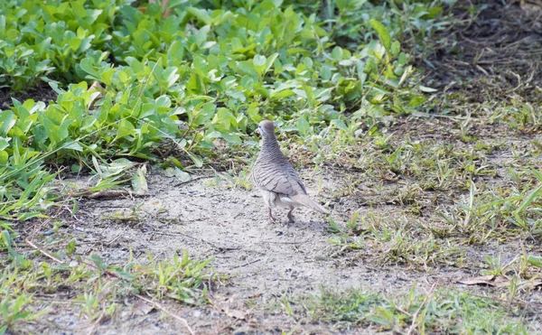 Colombe dans la nature fond . — Photo