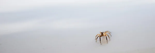 Közelről pók fehér háttér. — Stock Fotó