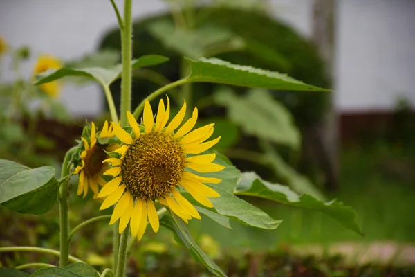 Sunflower in the morning. — Stock Photo, Image