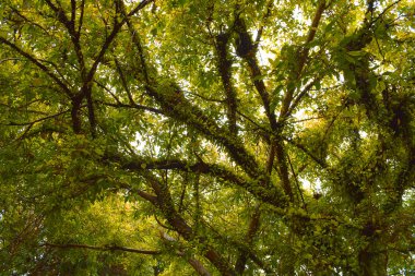 Yeşil yaprak dalları/ağaç üzerinde.