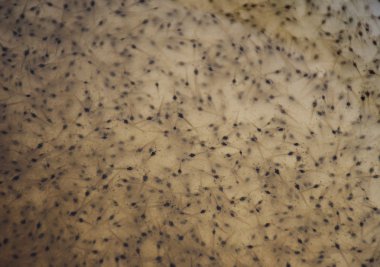 Plastik kase larva karides. Su ürünleri yetiştiriciliği hayvanlar.