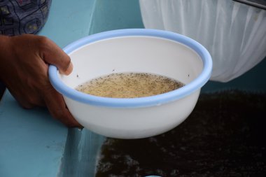 Plastik kase larva karides. Su ürünleri yetiştiriciliği hayvanlar.