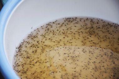 Plastik kase larva karides. Su ürünleri yetiştiriciliği hayvanlar.